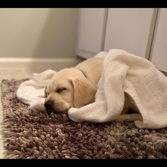 Items: steam cleaned, new and like new condition . - Picture 4 of 6